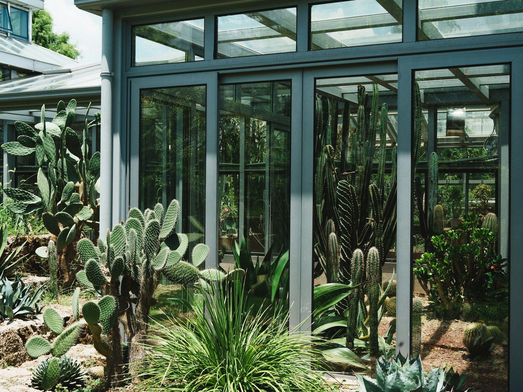 Greenhouse filled with cacti and desert plants.