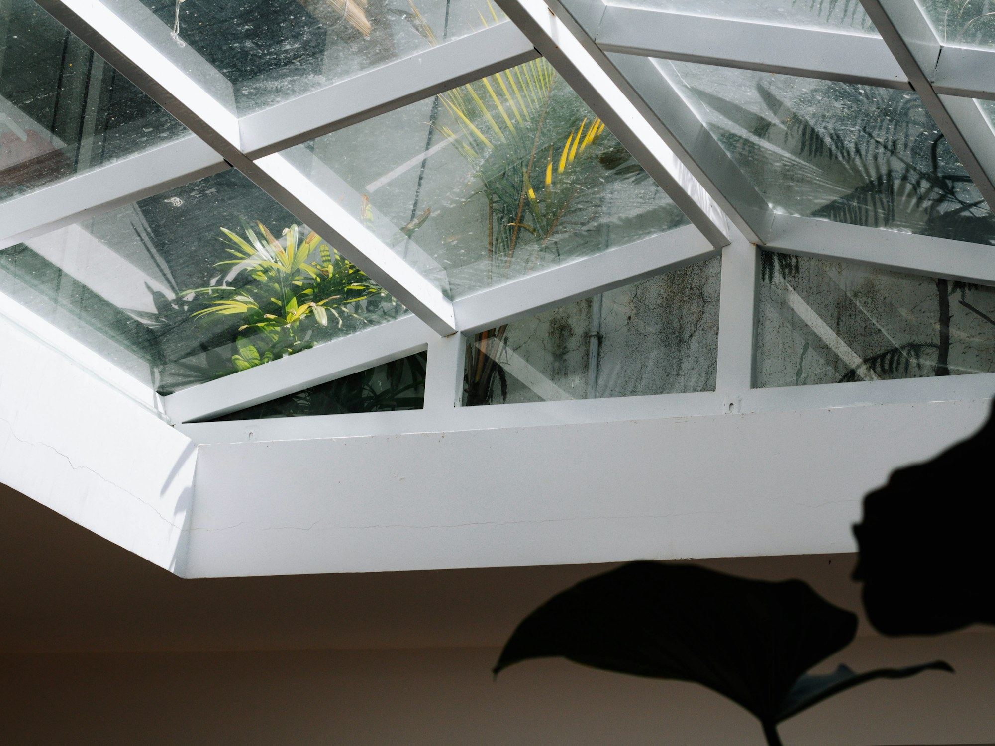 Close-up of a white wooden window frame with glass roof panels and plants.